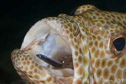 I'm outta here!  Cleaner wrasse exiting the mouth of a Ho... by Ross Gudgeon 